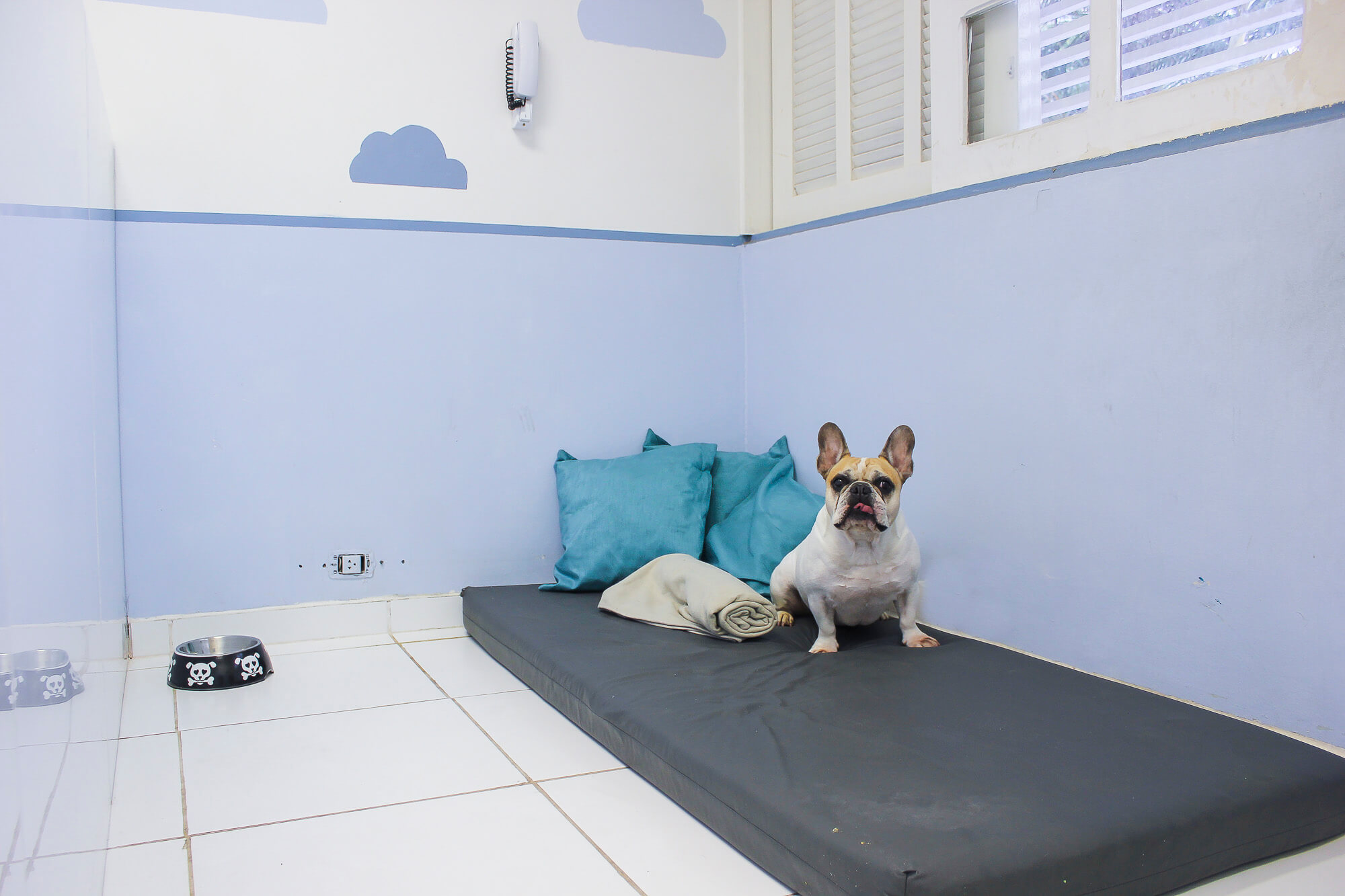 Fotos Hotel para Cachorro em São Paulo